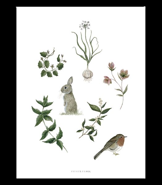 Affiche seule lapin, rouge-gorge et herbes Wellington, Lilipinso