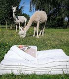 Couette 4 saisons en laine Alpaca image number 2