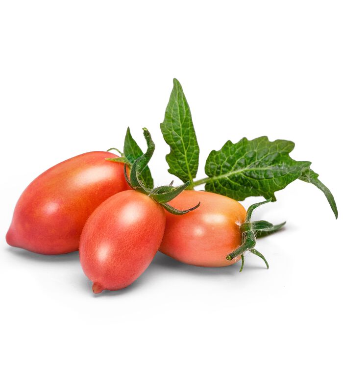 Lingot® Mini Roze Tomaat BIO - voor Moestuinen image number 1