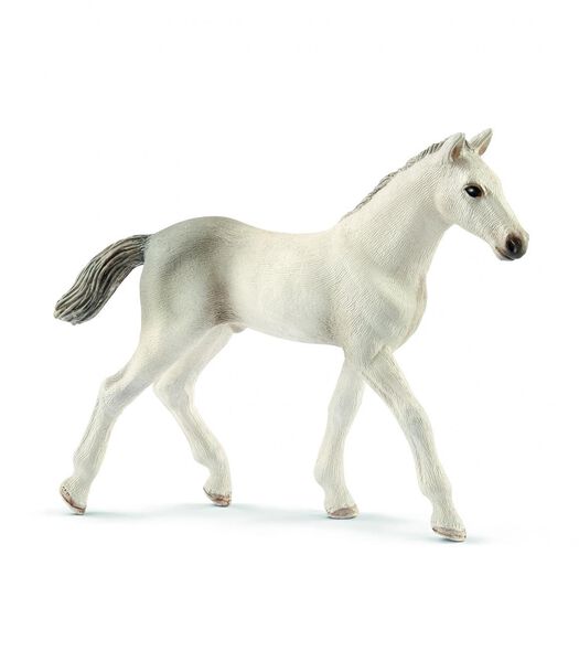 Paarden - Holstein Veulen 13860