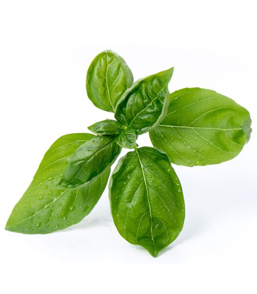 Lingot® Basilicum groot groen BIO - voor Moestuinen