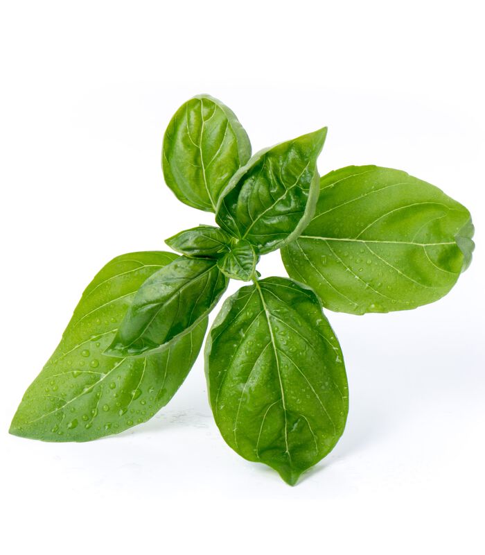 Lingot® Basilicum groot groen BIO - voor Moestuinen image number 1