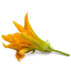 Lingot® Fleur de courgette BIO image number 1