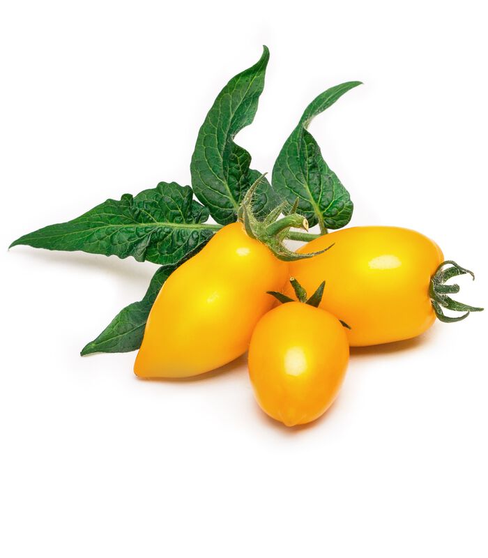 Lingot® Mini tomate jaune image number 1