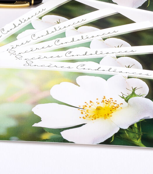 6 cartes simples Sincères Condoléances fleurs