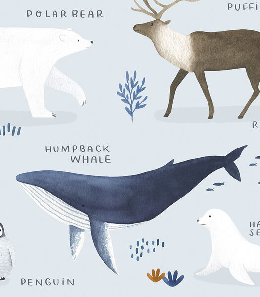 Affiche seule animaux pôle nord et sud Living earth, Lilipinso