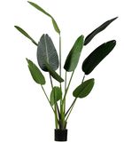 Strelitzia Kunstplant - Groen - 96x164x63 image number 0
