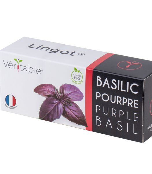 Lingot® Basilic pourpre BIO