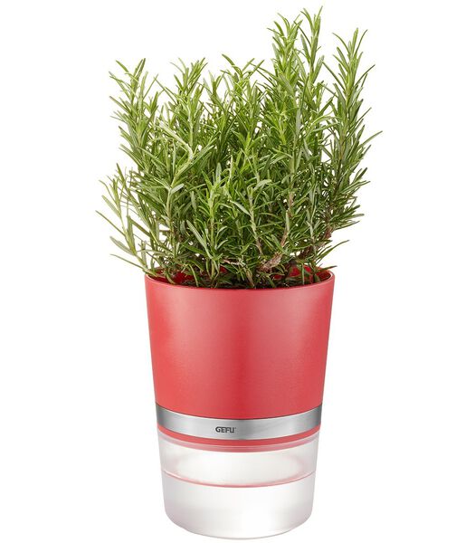 Pot d’herbes aromatiques BOTANICO, framboise