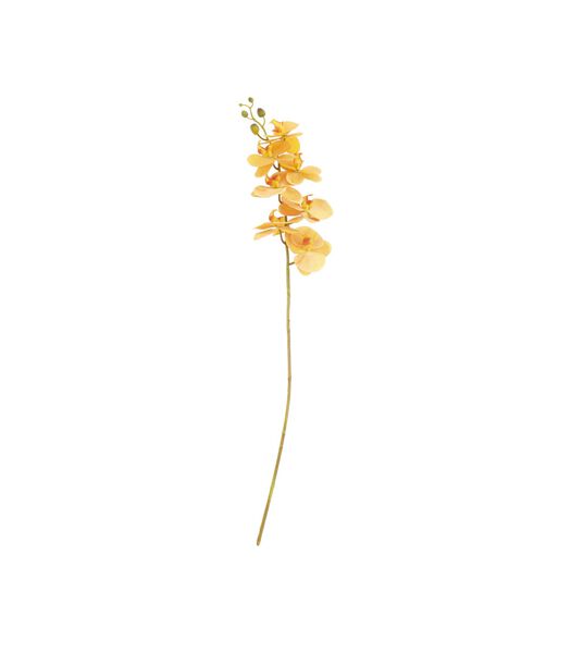 Fleurs orchidée Styles