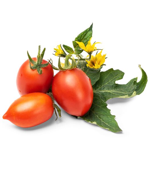 Lingot® Mini Rode Tomaat - voor Moestuinen