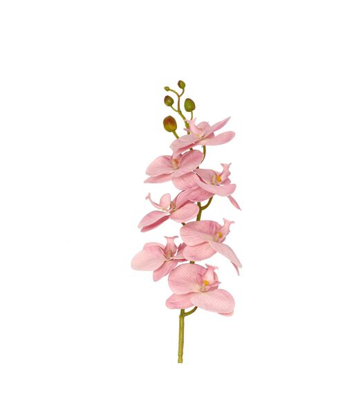 Fleurs orchidée Styles