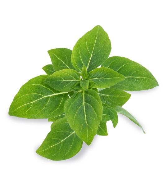 Lingot® Basilic fin vert BIO