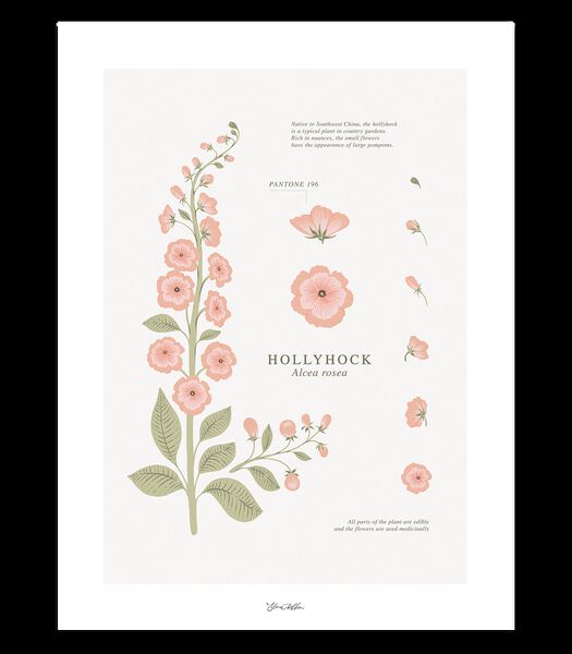WILDFLOWERS - Affiche enfant - Rose trémière