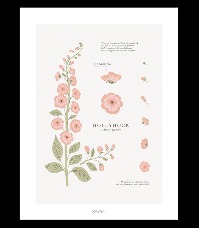 WILDFLOWERS - Affiche enfant - Rose trémière image number 0