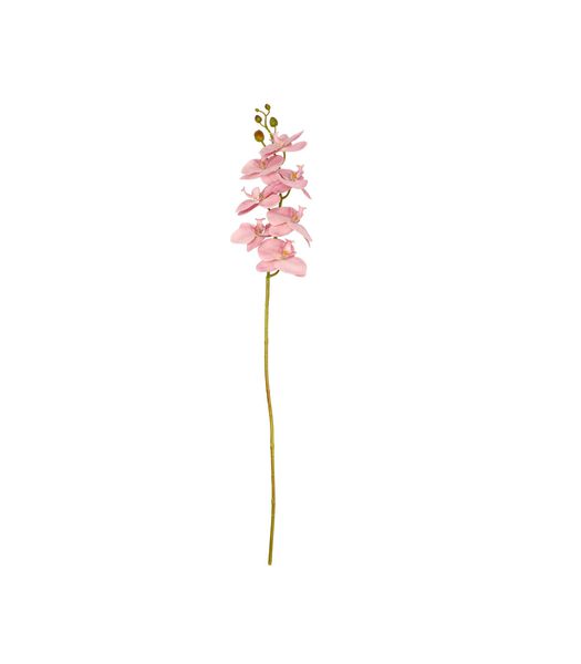 Orchidee bloemen Styles