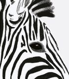 SERENGETI - Kinderposter - zebra image number 1