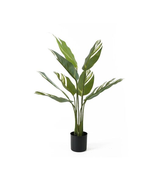 Kunstplant Calathea - Groen - 63x63x90cm