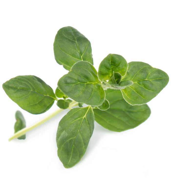 Lingot® Oregano BIO - voor Véritable® Indoor Moestuinen image number 1