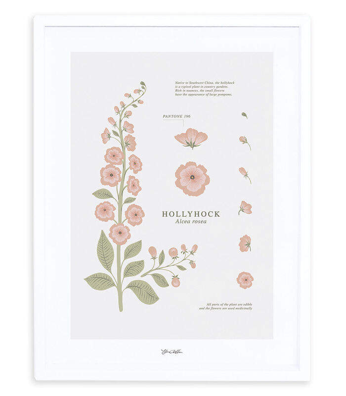 WILDFLOWERS - Affiche encadrée rose trémière (P0301C) image number 0