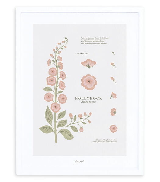 WILDFLOWERS - Affiche encadrée - Rose trémière
