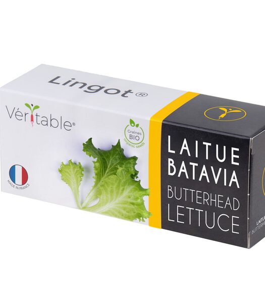 Lingot® Laitue batavia BIO