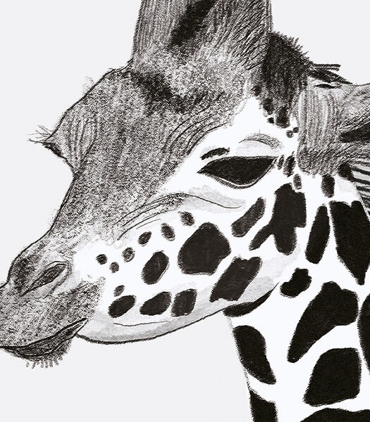 SERENGETI - Affiche encadrée - La girafe